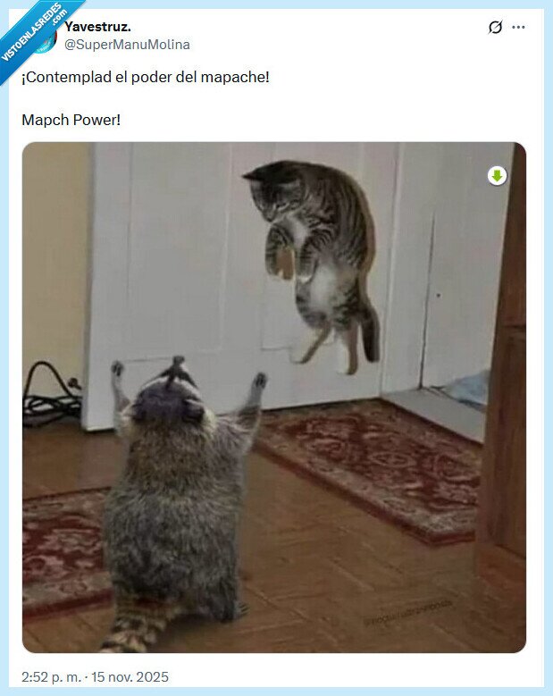 mapache,poder,gato