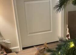 Enlace a Gatos vs árboles de navidad, lo de cada año, por @Farmaenfurecida