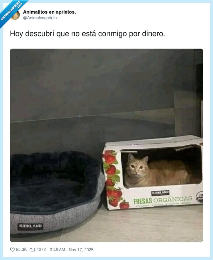 gato,caja,fresas,Kirkland,camita