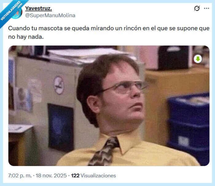 mascota,rincón,mirar,nada