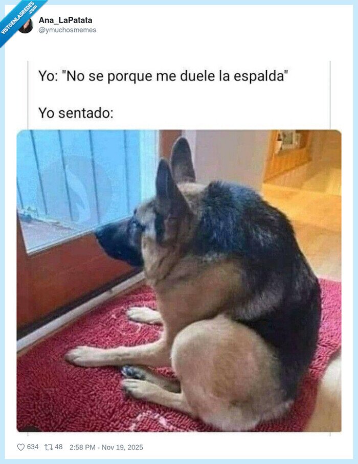 dolor,espalda,perro,postura,incómodo
