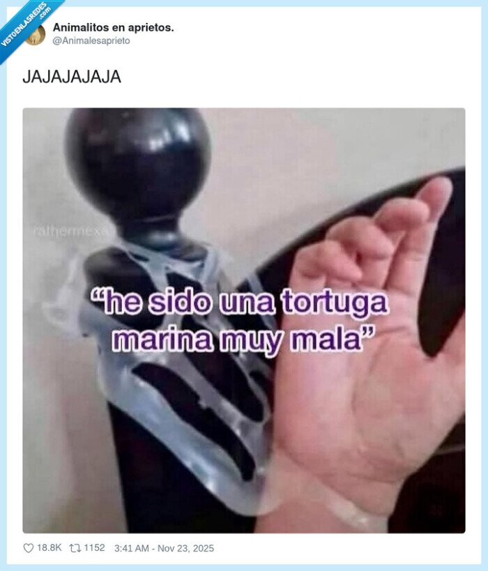 tortuga,cinta,cama,plastico