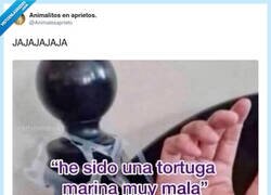 Enlace a A la tortuga marina le va el sado, por @Animalesaprieto
