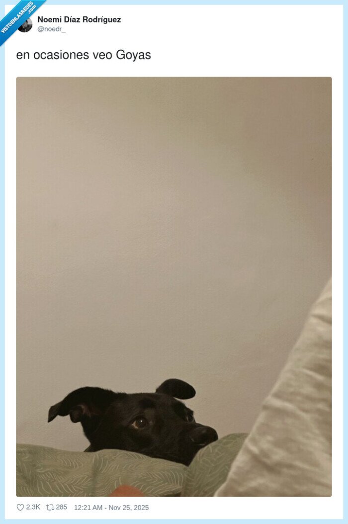 perro,miedo,Goyas,sueño,dormitorio