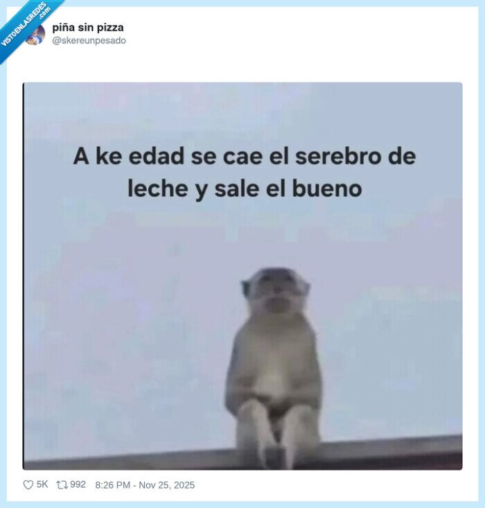 meerkat,cerebro,leche,bueno,edad