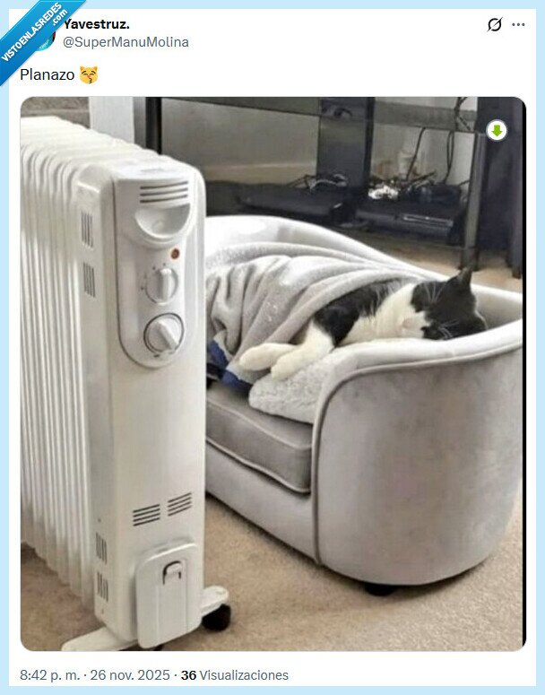 planazo,gato,radiador