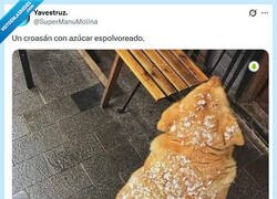 Enlace a No es un perrito caliente por @supermanumolina