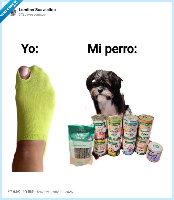 perro,comida,calcetines,dueño,mascota