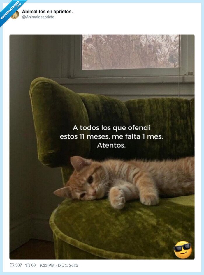 gato,silla,mascota,reto,atención