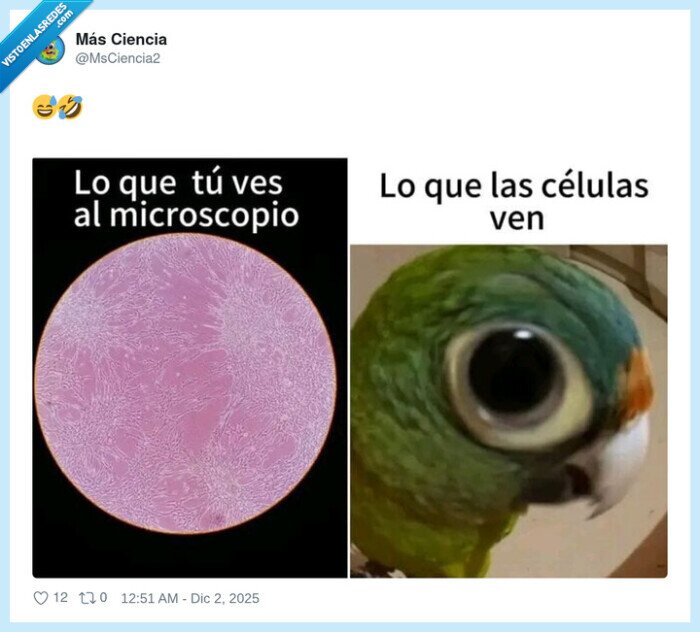 microscopio,células,parrot,visión,ciencia