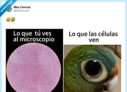 Enlace a Y yo preocupao por las notas y las células pensando que soy su cámara de seguridad, por @MsCiencia2