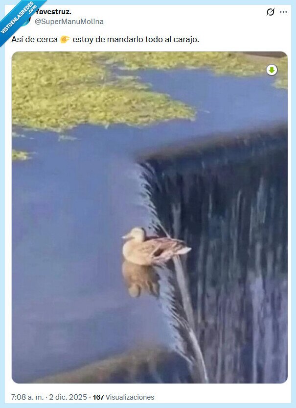 mandar,carajo,pato,cerca