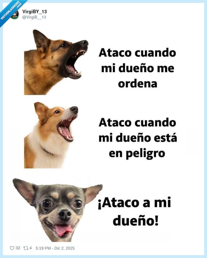 chihuahua,perro,ataque,dueño