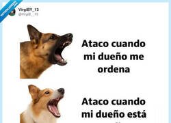 Enlace a Tu chihuahua no te protegerá, te hará bullying, por @VirgiB__13