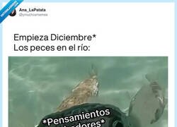 Enlace a Los peces en el río pensando: “otro año bebiendo por vuestra culpa, borrachos”, por @ymuchosmemes