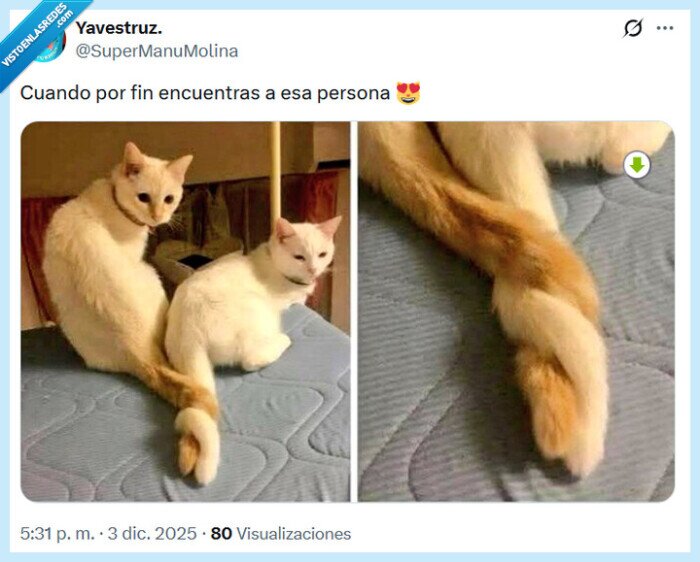 cola,gato,persona