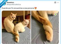 Enlace a Fácil por @supermanumolina