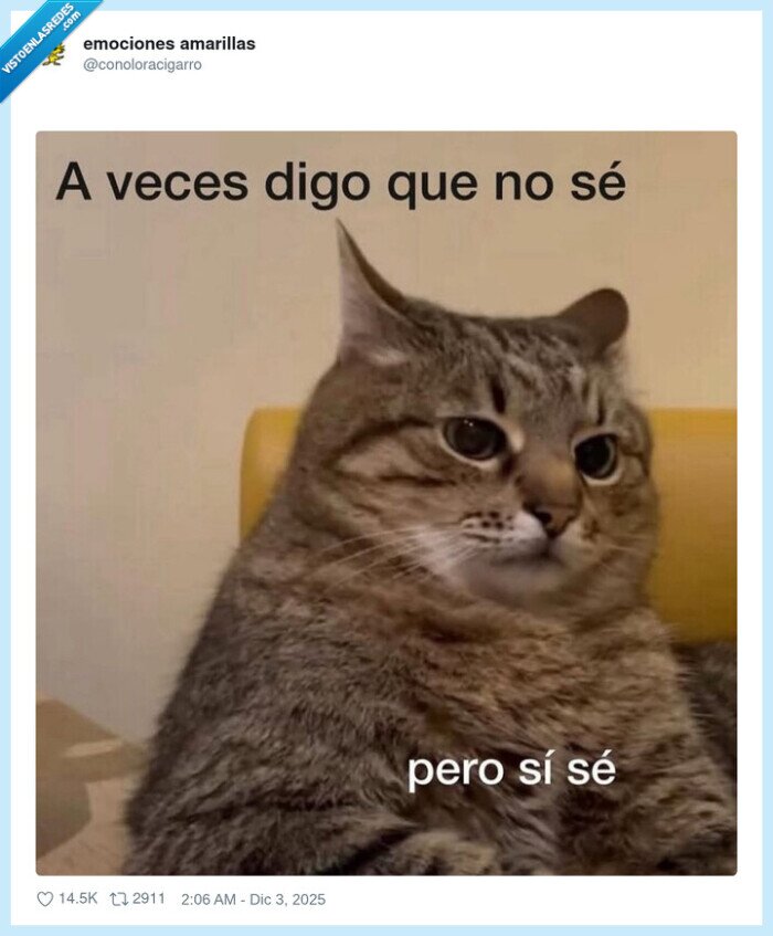 gato,confusión,sabiduría,expresión,verdad