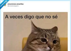 Enlace a Yo haciéndome el tonto para no dar consejos gratis, por @conoloracigarro