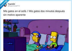 Enlace a Mis gatos pasando de “no me toques” a “peleamos o qué” en 0,3 segundos, por @Supertramp9713