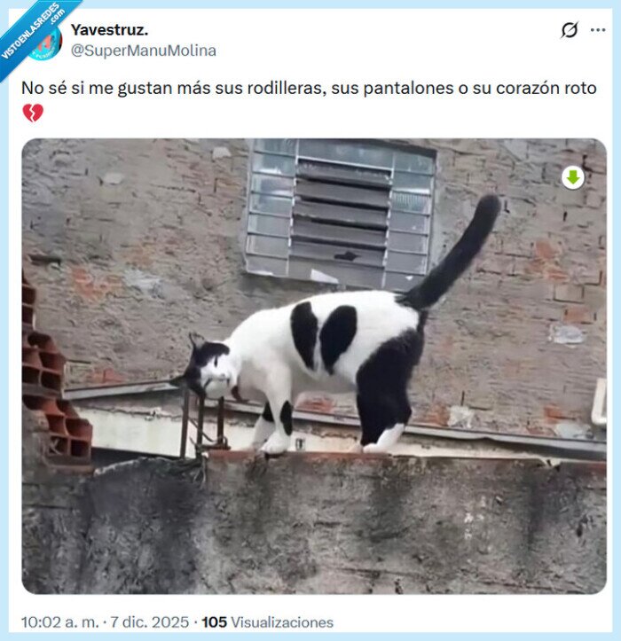 corazón,roto,gato,pantalones,rodilleras