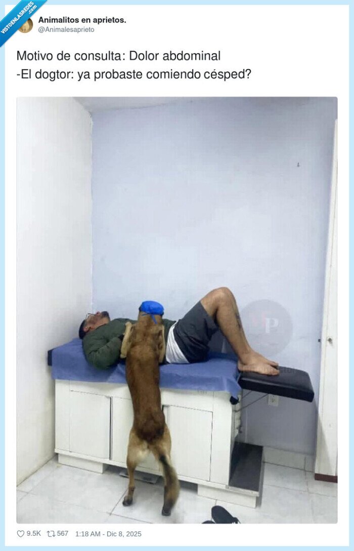 perro,dolor,examen,veterinaria,broma