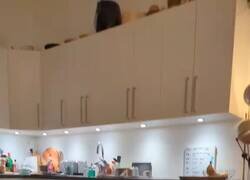 Enlace a Pues el mío ha venido sin gato, por @flanchota