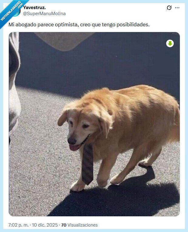 abogado,perro