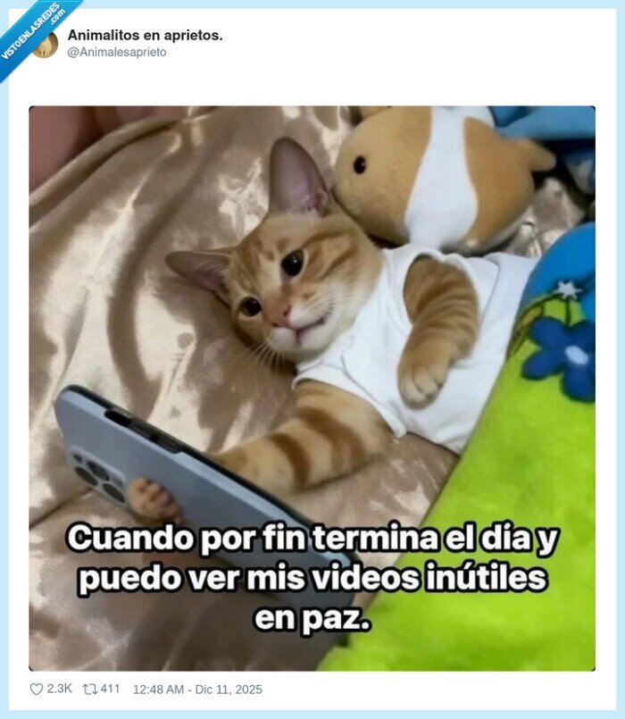 gato,relajación,teléfono,videos,descanso