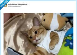 Enlace a Yo: “mañana madrugo”, también yo a las 3:47 viendo cómo hacen churros en la Antártida, por @Animalesaprieto