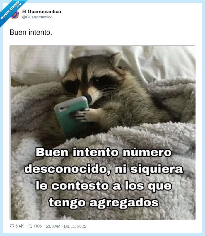 raccoon,intento,ignorar,mobil,noresponder