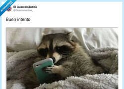 Enlace a Si suena el móvil en 2025, fijo que es falta de respeto, por @Guarromantico_