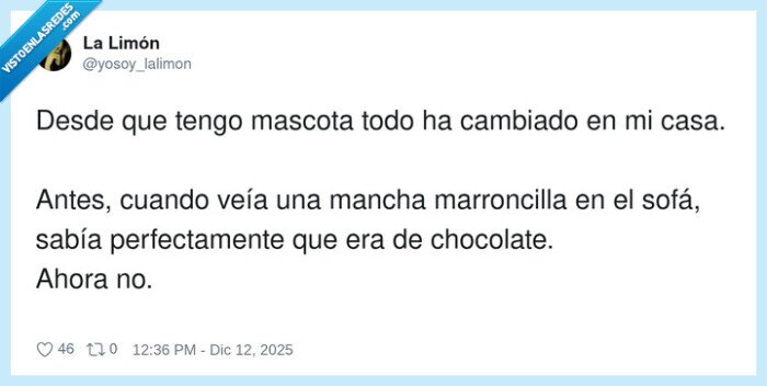 mascota,mancha,sofa,cambios,chocolate