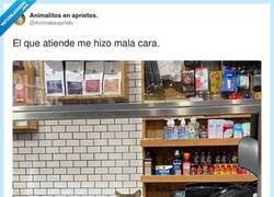 Enlace a Cuando dices “solo voy a mirar” y el dependiente te juzga con todo su linaje felino, por @Animalesaprieto