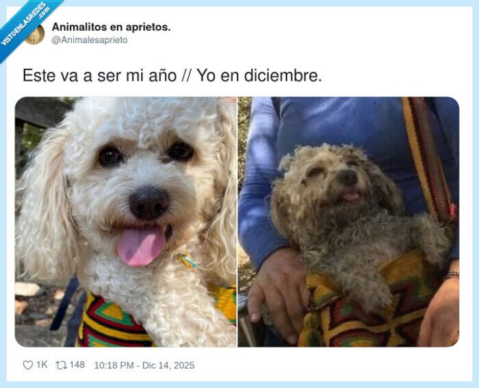perro,abril,diciembre,cambio,tristeza