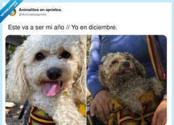 Enlace a Enero soy yo, diciembre es mi espíritu, por @Animalesaprieto