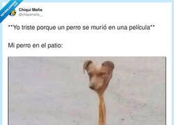 Enlace a Yo llorando por el perro de la peli y el mío con más hambre que el perro del ciego, por @chiquimafia__