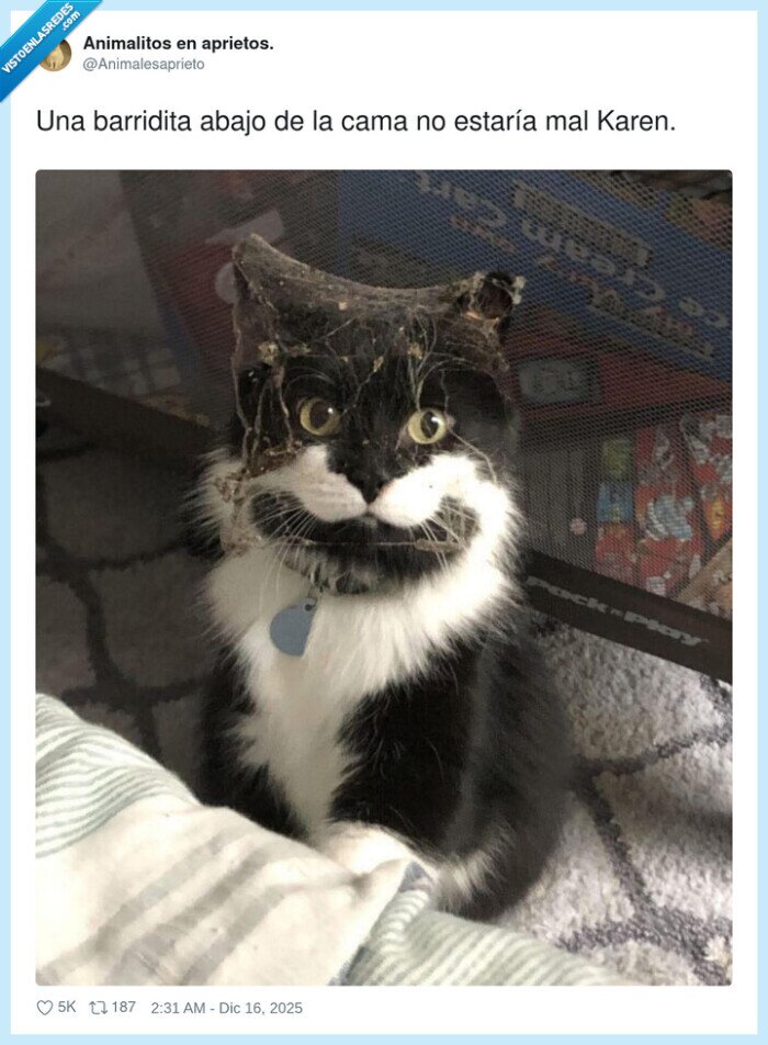 gato,casa,red,barrido,Karen