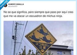Enlace a Zona peligrosa: lluvia de gatos con rabia, por @jcarlos2001