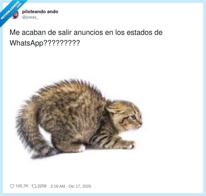 anuncios,whatsapp,estados,gato,sorpresa