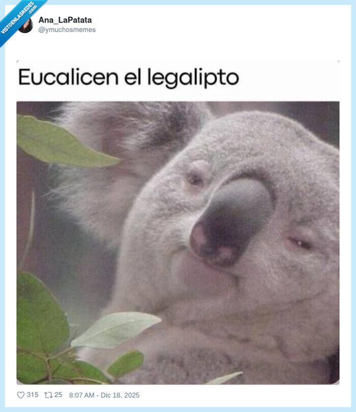eucalipto,koala,ley,mascota,broma