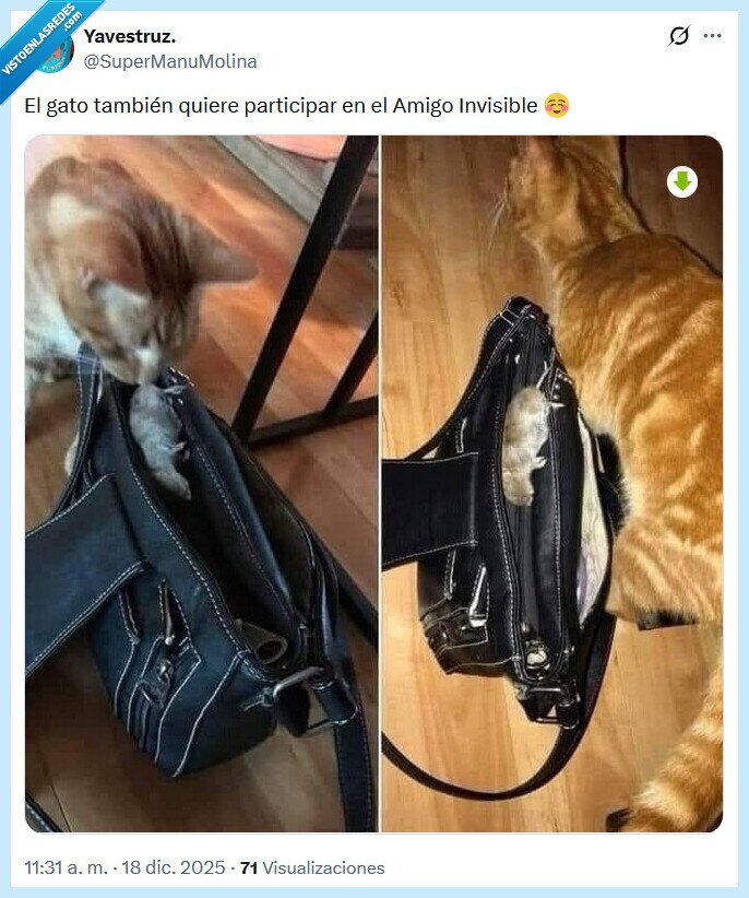 invisible,gato,amigo,regalo