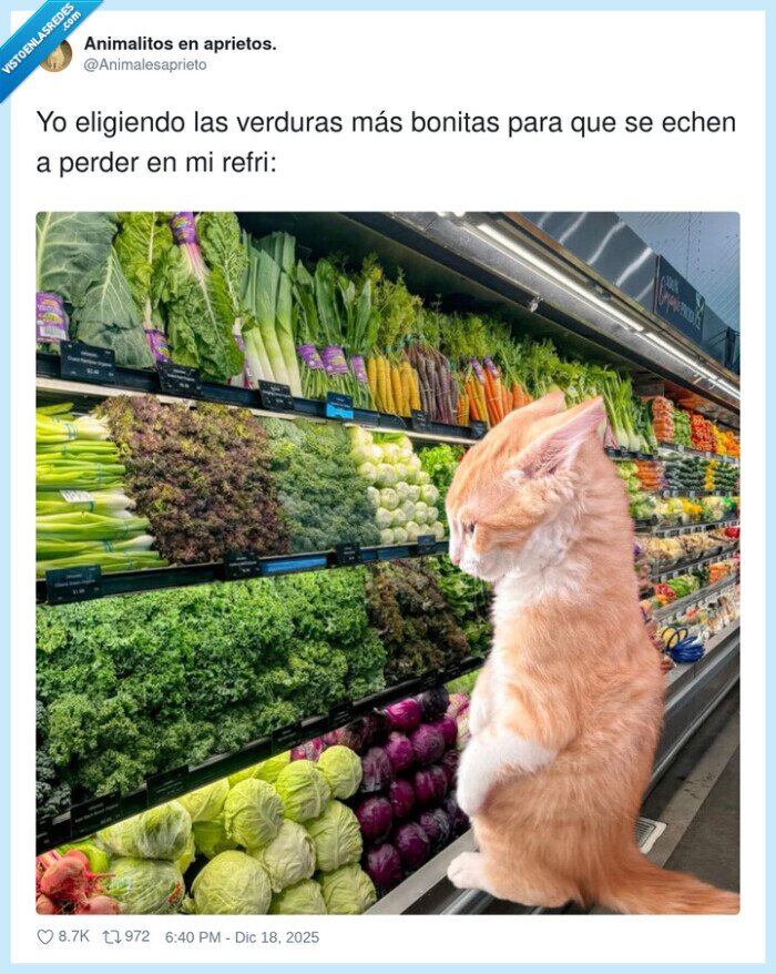 gato,verduras,supermercado,compra,alimentaci&oacute;n