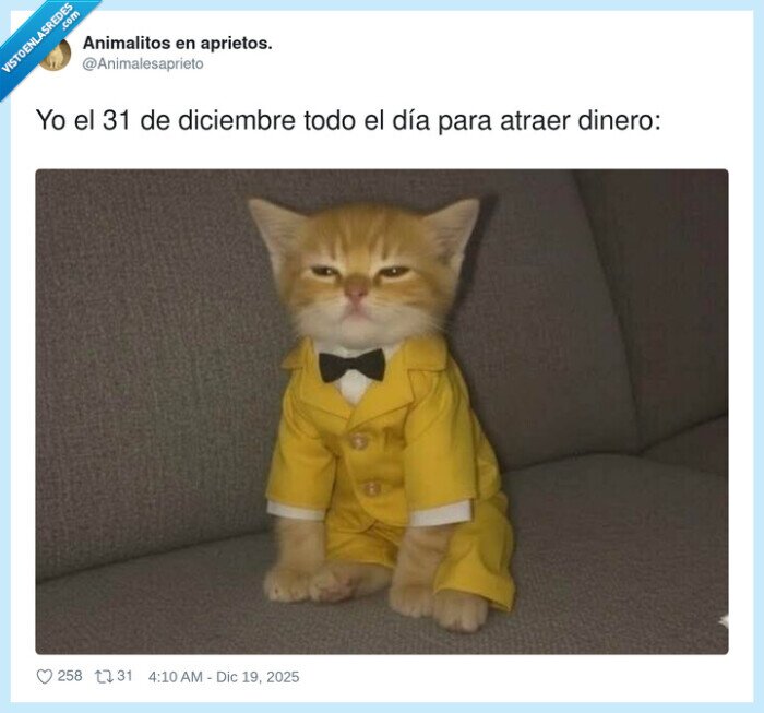 gato,traje,a&ntilde;o_nuevo,dinero,expresion