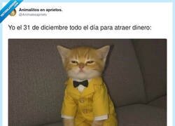 Enlace a Voy tan vestido de rico que hasta el banco me debe respeto, por @Animalesaprieto