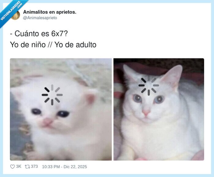 matem&aacute;ticas,infancia,adultez,gato,olvido