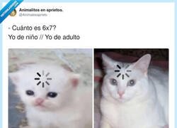 Enlace a Yo intentando calcular cuánto dinero me queda después de salir “solo a tomar una cerveza”, por @Animalesaprieto