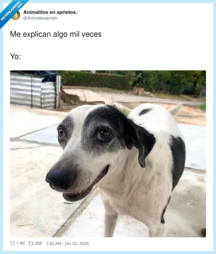 perro,explicar,confusi&oacute;n,mirada,repetir