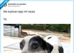 Enlace a Ajá ajá, sí sí, clarísimo… ¿me lo repites otra vez?, por @Animalesaprieto