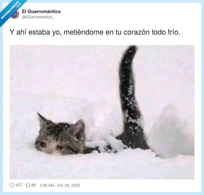 gato,nieve,fr&iacute;o,coraz&oacute;n,amor
